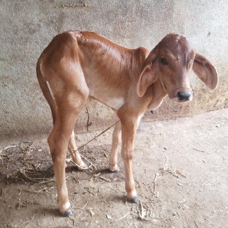 ગાય વેચવાની છે