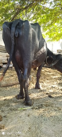 ભેસ વેસવાની છે