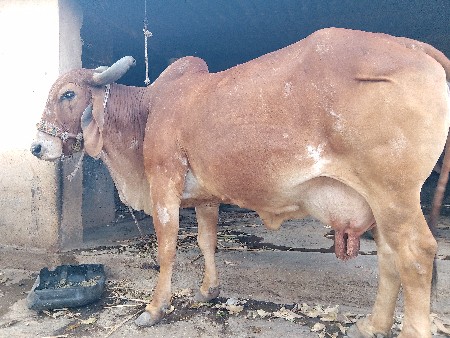 થંબનેલ 2