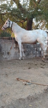 વછેરી વેચવાની છે