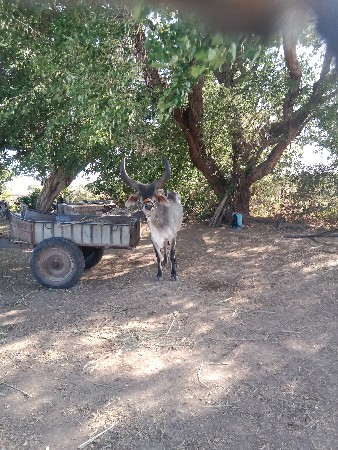 थंबनेल 2