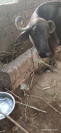 પેલું વેતર