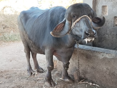 थंबनेल 2