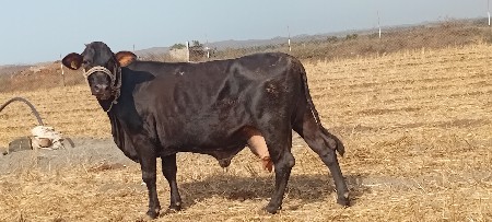 थंबनेल 2