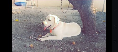 લેબ ફિમેલ 11 મહિનાની