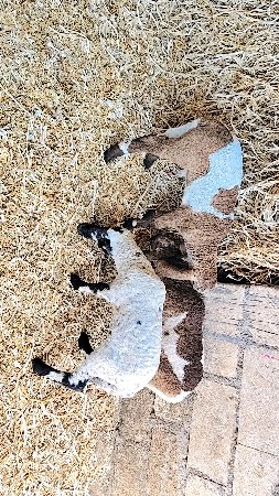 ઘેટા વેચવાના છે 3