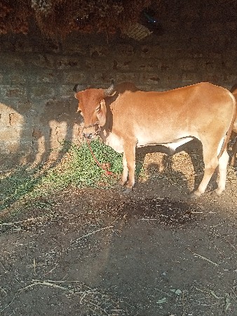 બળદ વેચવાનો છે
