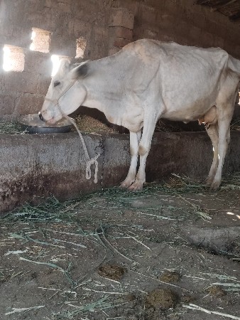 જર્સી ગાય