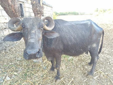 3 વેતર.  મહિના ની વિયાનેલ