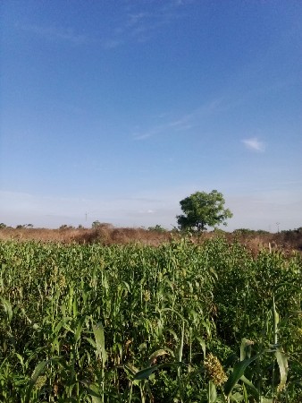 લીલી જુવાર