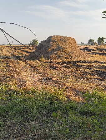 મગફળી નો પાલો વેચવાનો છે