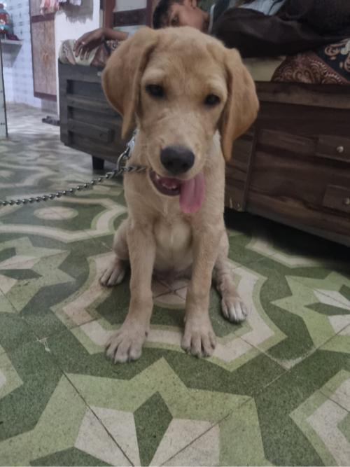 Golden labra original