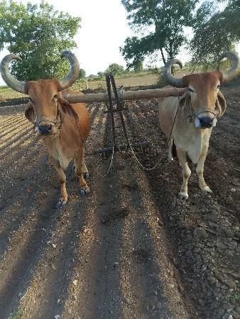 વેચવાનાછે