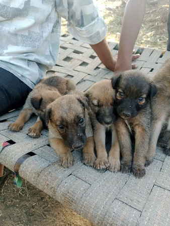 જર્મન શેપડ ક્રોસ