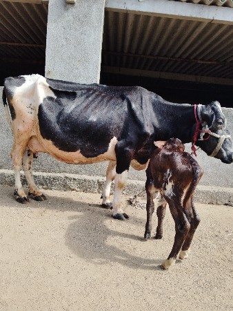 ગાય વેચવાની છે