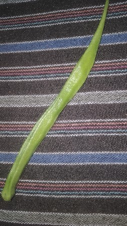 ચાક નો ગુવાર વેસવા નો સે