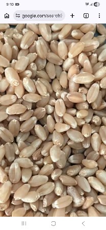 ઘંવ 496 ટુકડા