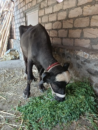 9724434529 આ નંબર ઉપર ફોન કરવો
