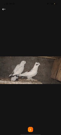 કબુતર વેચવાનૂ છે