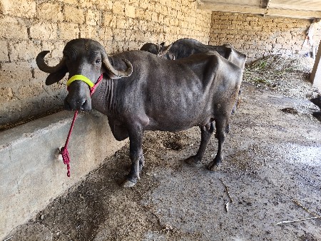 પાંચ પાંચ મીટર દૂર તેલ ખડેલી બે મહ