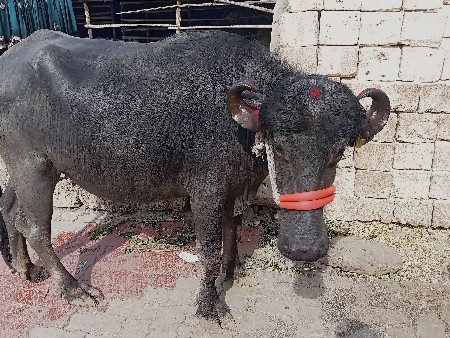 Sonu se 8 Mahina baitho