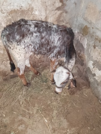 थंबनेल 3