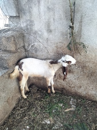 બકરો વેચવાનો છે