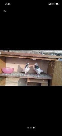 થંબનેલ 2