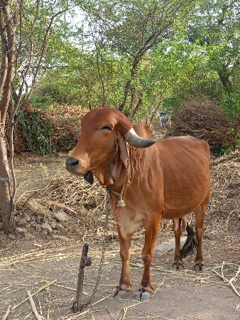 ગાય વેચવાની છે