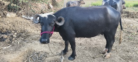 थंबनेल 3