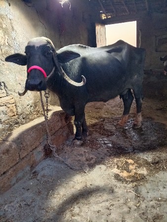 थंबनेल 3