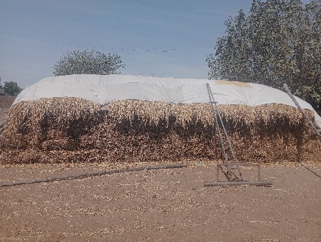 નિરણ વેચવાની સે