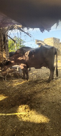 ભેંસ વેચવાની છે