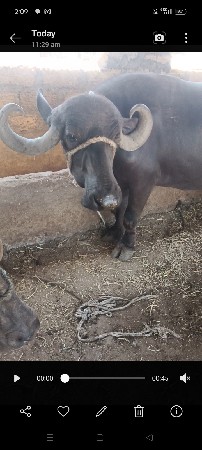 બીજુ ઉત્તર વ્યાસે