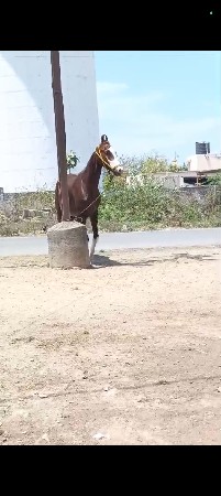 ઘોડી વેચવાની છે