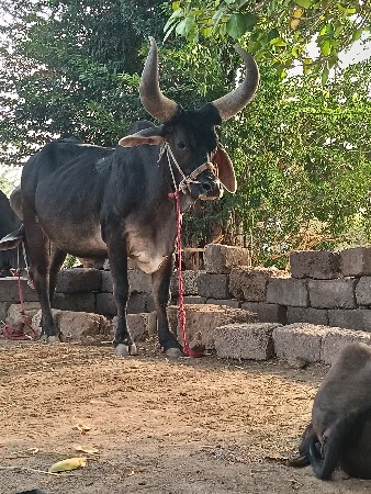 થંબનેલ 3