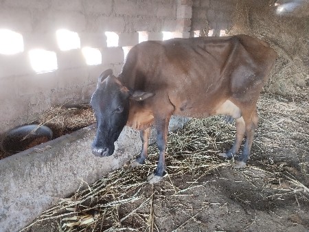 જર્સી ગીર ક્રોસ