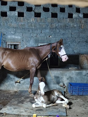 ghodi.ane vaseri veshva ni