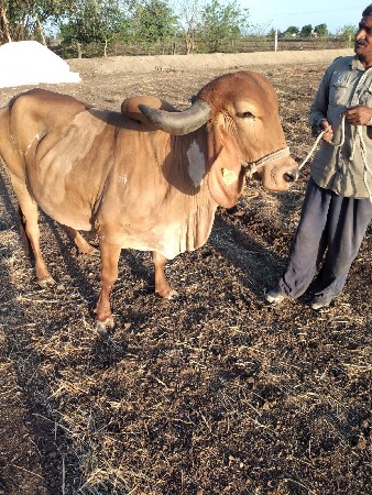 થંબનેલ 2