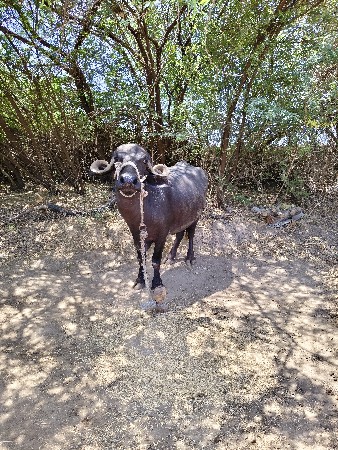 ભેંસ વેચવાની છે