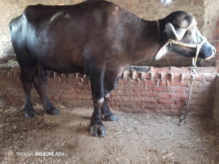 જાફરી ખડાઈ વેચવાની છે