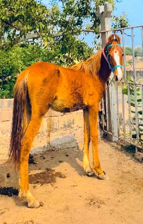 थंबनेल 2