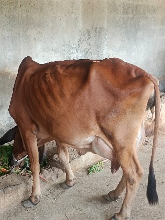 थंबनेल 2