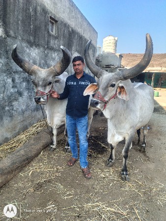 બળદ વેચવાના છે