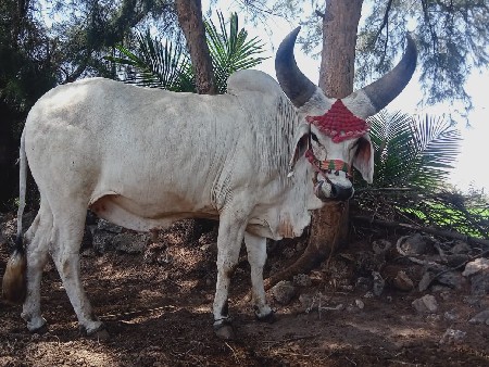 ગોઢલા વેચવા ના છે