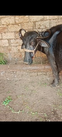 ભેંસ વેચવાની છે