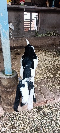 બકરા વેચવા ના છે.