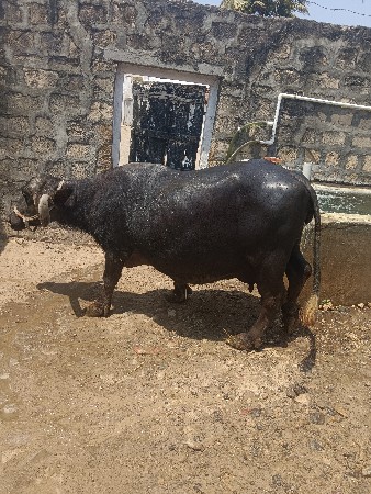 ભેંશ વેસવાની શે