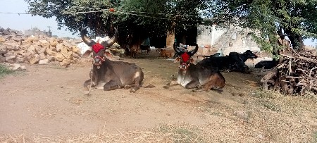 છ છ દાતે