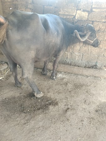 થંબનેલ 3